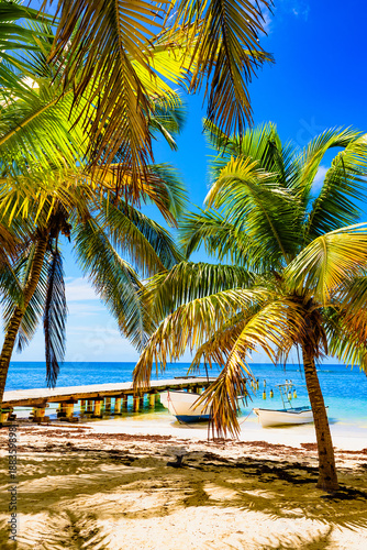 Palm Ocean Sky caribbean coast Dominican Republic © dbrus
