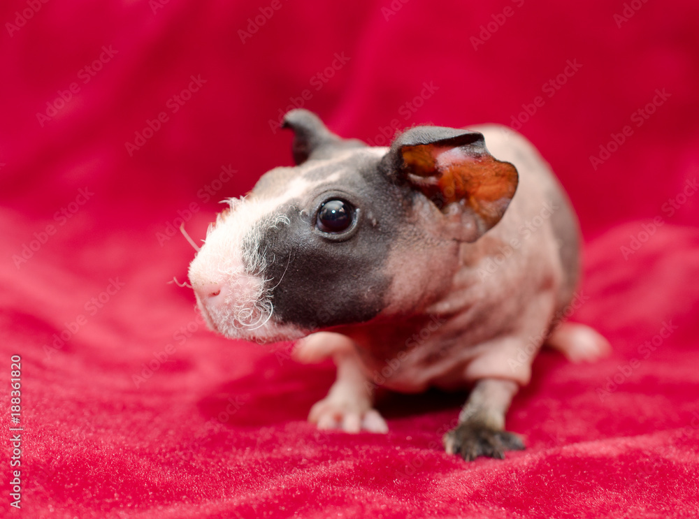 Baby hotsell skinny pig