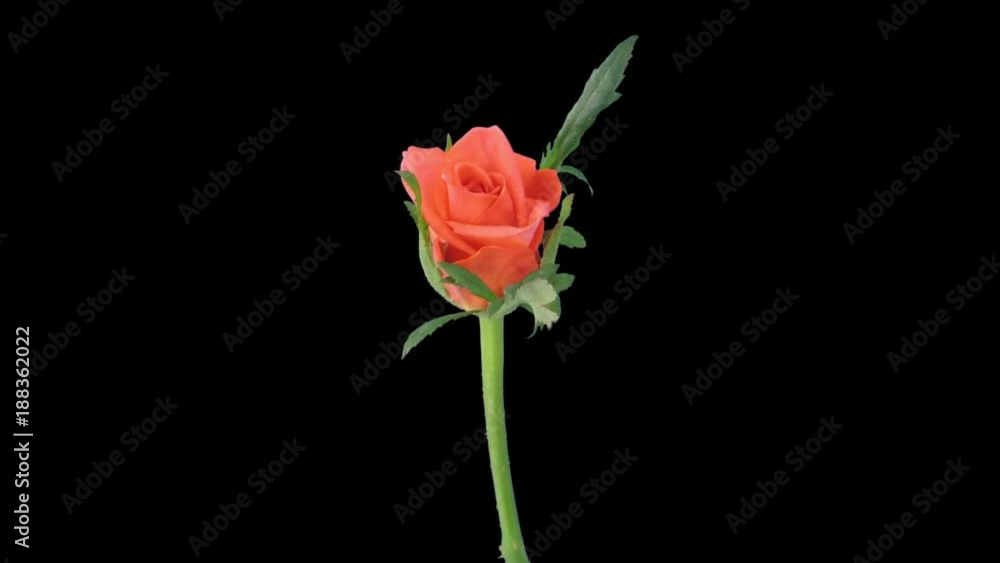 Time-lapse of opening orange Lambada rose 1x5 in RGB + ALPHA matte format isolated on black background
Time-lapse of opening orange Lambada rose 1x5 in RGB + ALPHA matte format isolated on black background