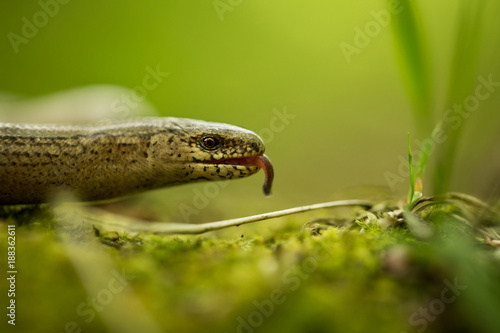 Anguis fragilis. Expanded throughout Europe. Not in Scandinavia. The wild nature of the Czech Republic. From the life of reptiles. Free nature. Spring. Photographed in the Czech Republic. Forest. Natu