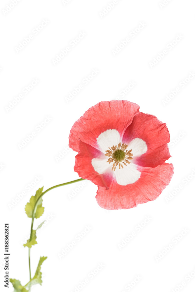 poppy flower isolated poppy flower isolated