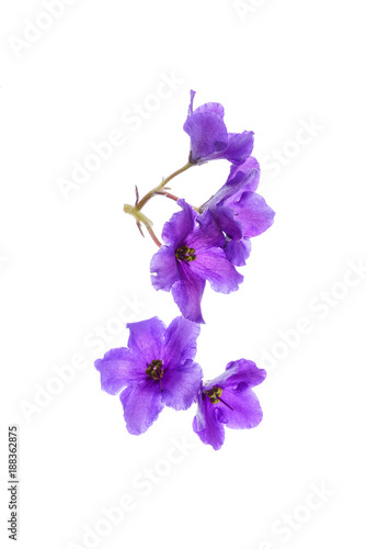 violet flowers isolated