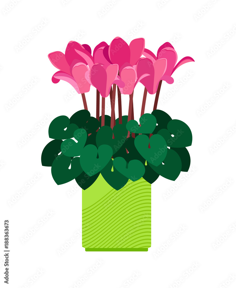 Fotografie Cyclamen house plant