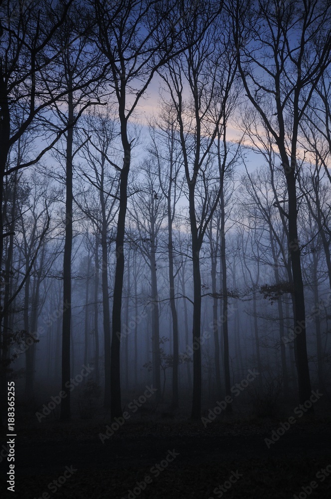 Fototapeta premium Trees in fog, sunset, winter