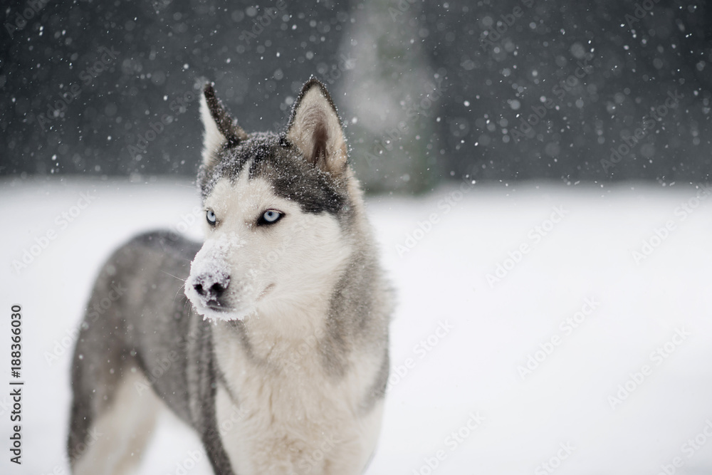 Siberian husky dog with snowy nose look into the distance