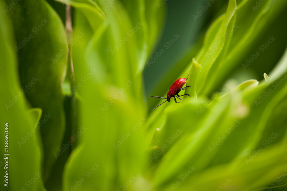 Fototapeta premium Red bug on a leaf