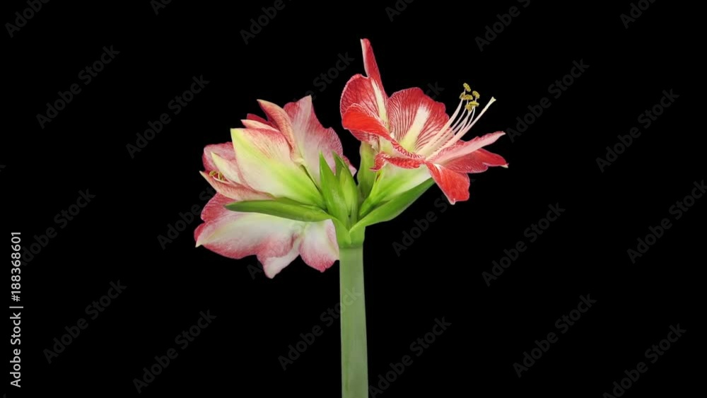 Time-lapse of growing, opening and rotating Minerva amaryllis Christmas flower 2c3 in RGB + ALPHA matte format isolated on black background
Time-lapse of growing, opening and rotating Minerva amaryllis Christmas flower 2c3 in RGB + ALPHA matte format isolated on black background