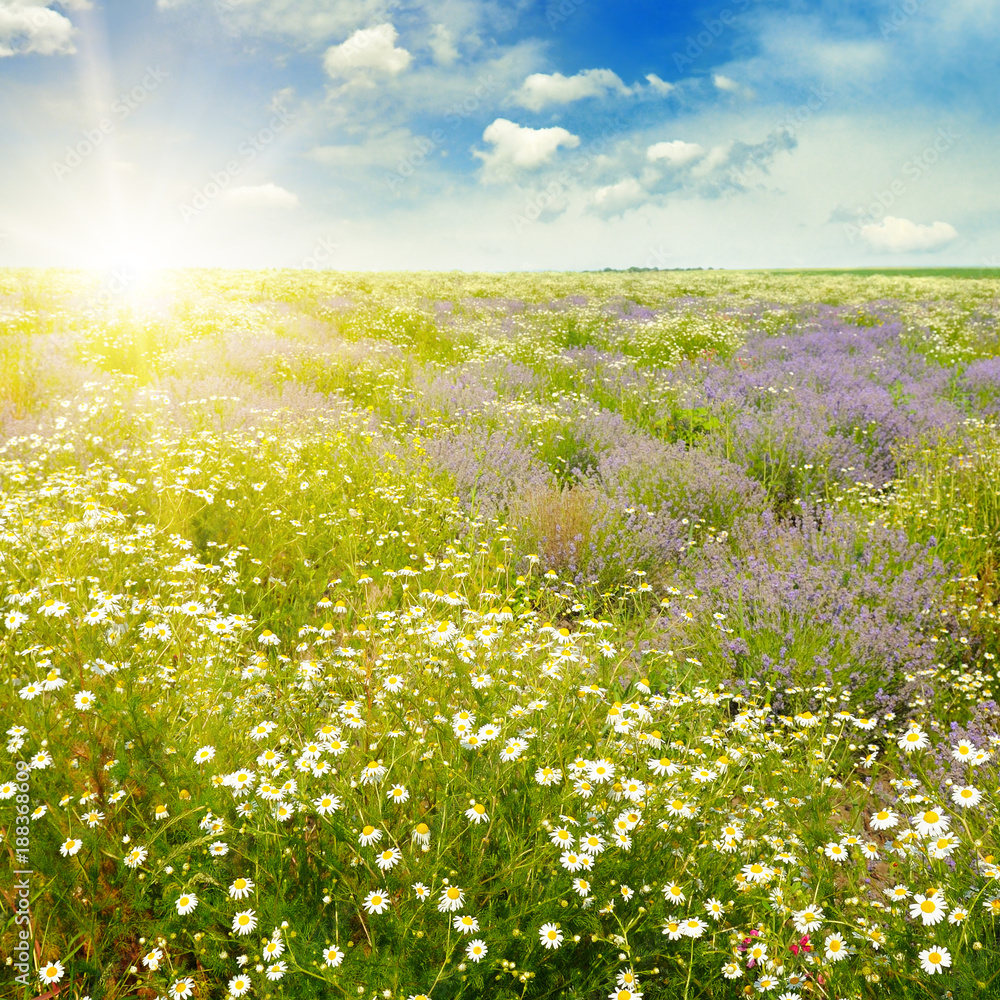 Fototapeta premium Field with daisies and sun on blue sky