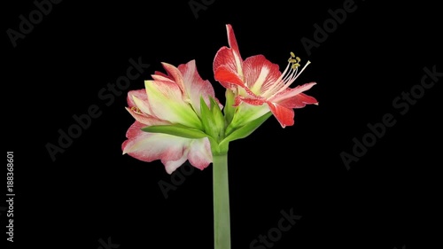 Time-lapse of growing, opening and rotating Minerva amaryllis Christmas flower 2c3 in RGB + ALPHA matte format isolated on black background
 photo