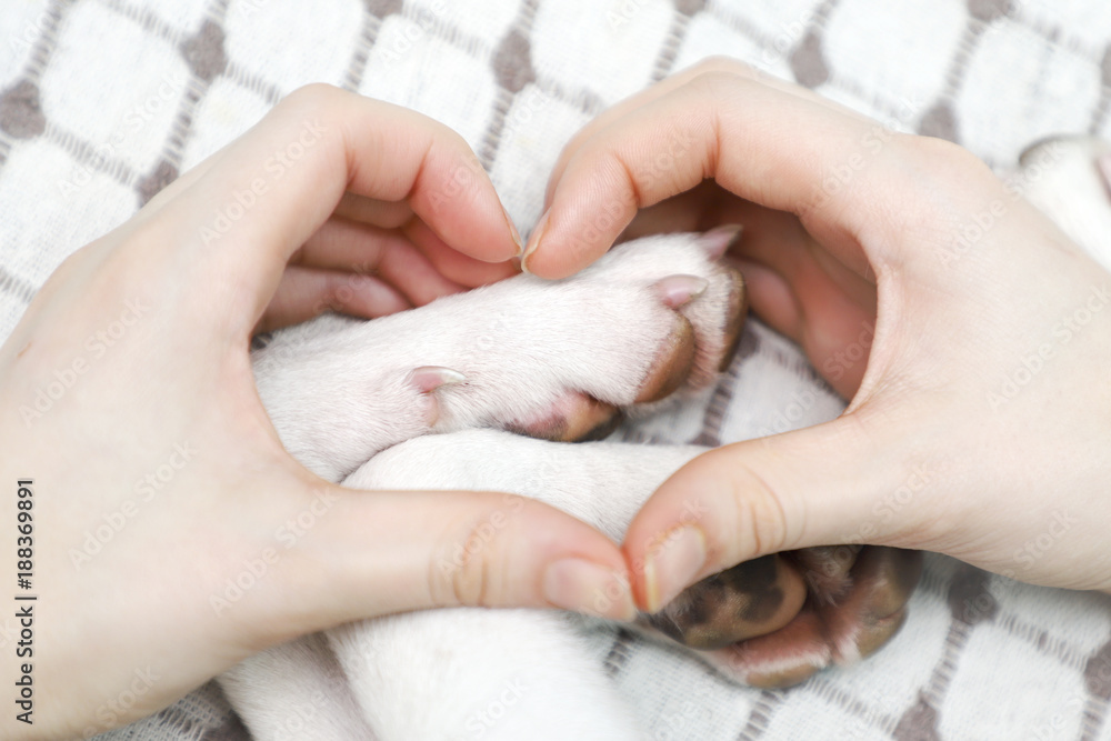A girl making gesture heart from his hands. A girl making gesture heart from his hands.
