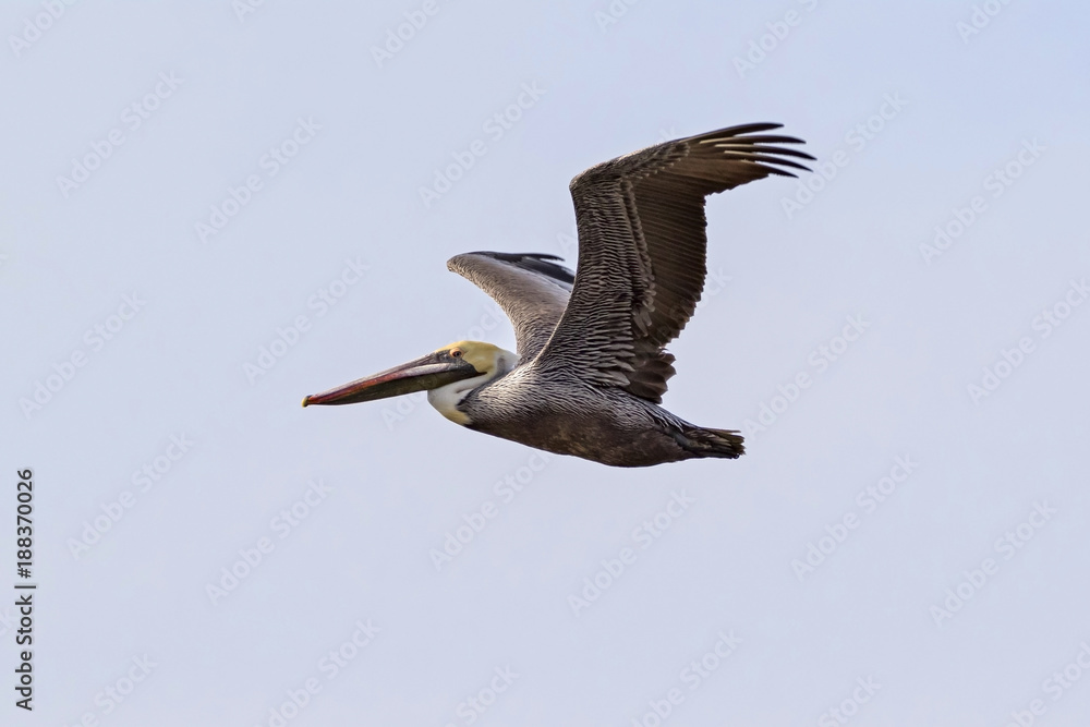 Obraz premium Bird brown pelican flight