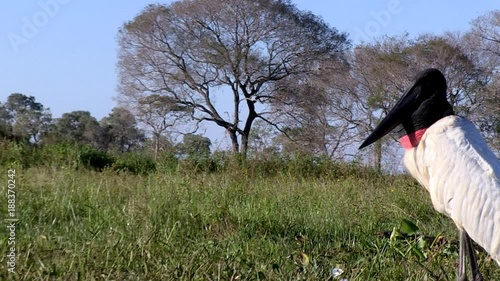 Close up Jabiru (Jabiru mycteria) on grass. Imagem in the Pantanal Biome. Mato Grosso do Sul state, Central-Western - Brazil.
