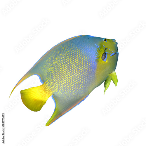Queen Angelfish fish isolated on white background