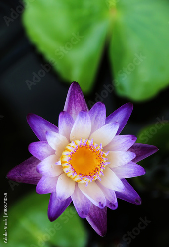 White and purple lotus Top view