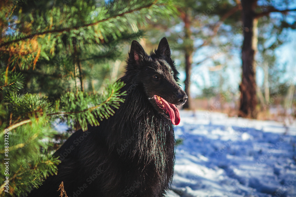 Belgian shepherd dog in snowy forest in winter Belgian shepherd dog in snowy forest in winter