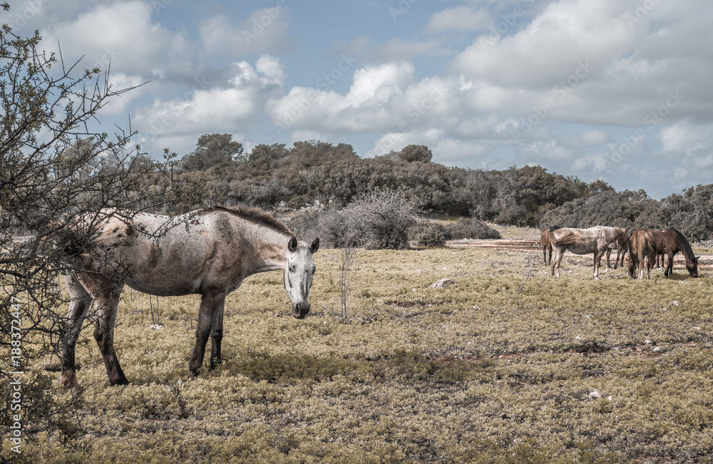 Fototapeta premium White horse looking forward, flock of horses in the background