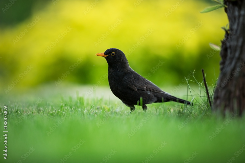 Turdus merula. Expanded throughout Europe. South Asia. Australia and New Zealand. Wild nature of Czech. Beautiful image of nature. Free nature. Photographed in Czech. Spring theme. Bird on the tree an Turdus merula. Expanded throughout Europe. South Asia. Australia and New Zealand. Wild nature of Czech. Beautiful image of nature. Free nature. Photographed in Czech. Spring theme. Bird on the tree an