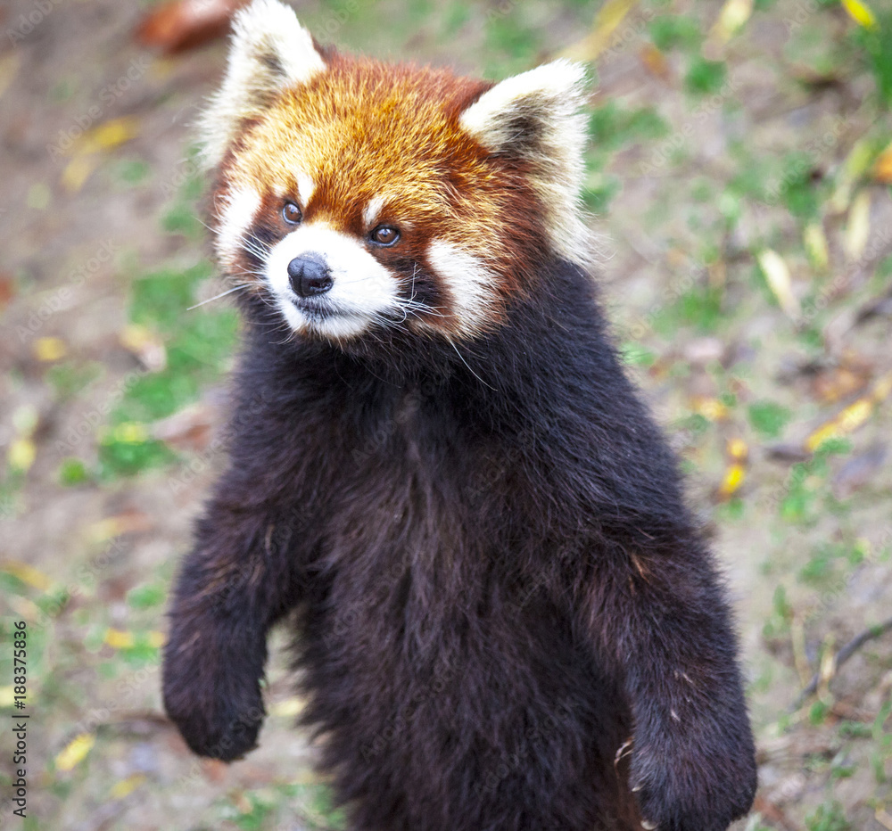 Red Panda. Red Panda stands on its hind legs.Red Panda closeup. Red Panda. Red Panda stands on its hind legs.Red Panda closeup.