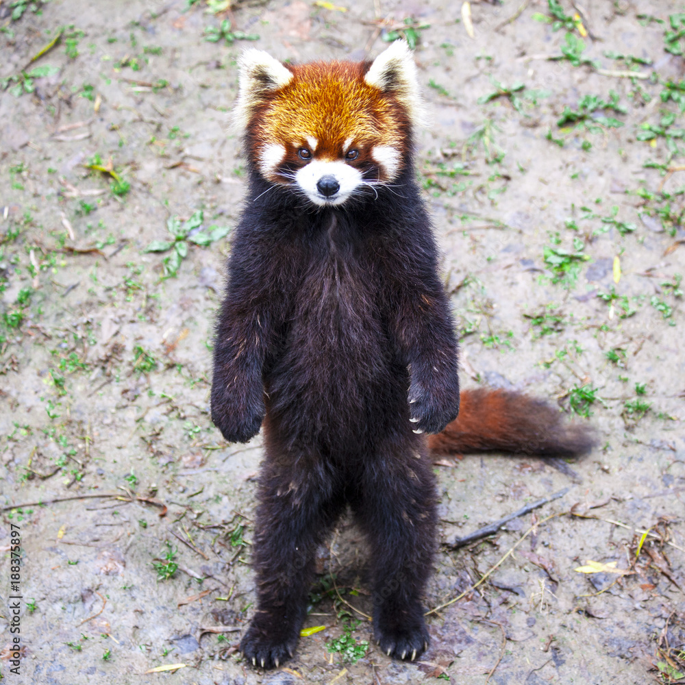 Naklejka premium Red Panda. Red Panda stands on its hind legs.Red Panda closeup.