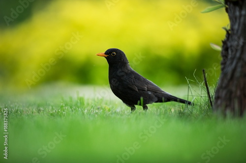 Turdus merula. Expanded throughout Europe. South Asia. Australia and New Zealand. Wild nature of Czech. Beautiful image of nature. Free nature. Photographed in Czech. Spring theme. Bird on the tree an