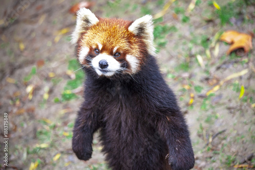 Fototapeta Naklejka Na Ścianę i Meble -  Red Panda. Red Panda stands on its hind legs.Red Panda closeup.