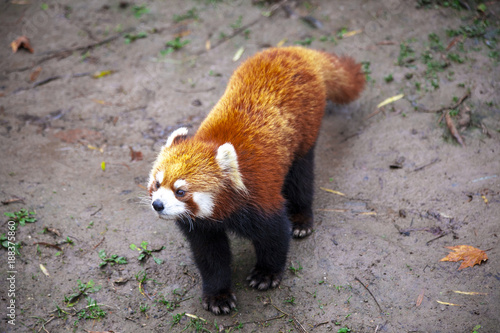 Fototapeta Naklejka Na Ścianę i Meble -  The male red Panda is on the meadow . China.