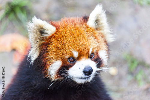 Fototapeta Naklejka Na Ścianę i Meble -  Panda Bear enjoying his bamboo lunch