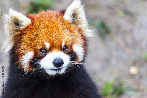 Fototapeta Naklejka Na Ścianę i Meble -  Panda Bear enjoying his bamboo lunch