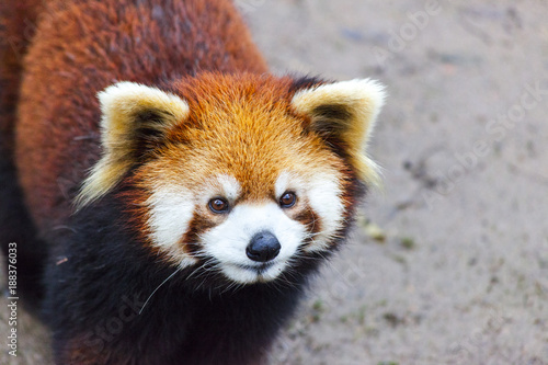 Fototapeta Naklejka Na Ścianę i Meble -  Panda Bear enjoying his bamboo lunch