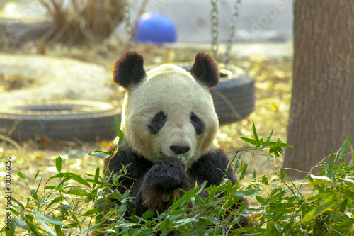 Fototapeta Naklejka Na Ścianę i Meble -  Panda Bear enjoying his bamboo lunch