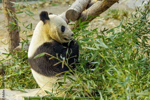 Fototapeta Naklejka Na Ścianę i Meble -  Panda Bear enjoying his bamboo lunch