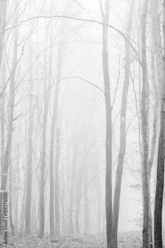 Foggy Forest background, black and white, high key