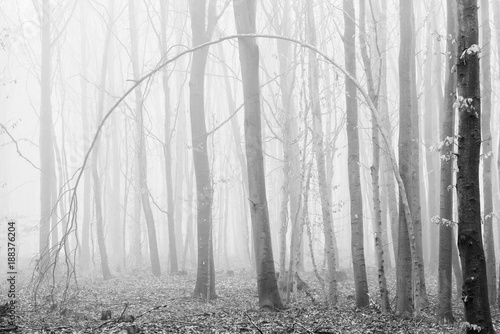 Foggy Forest  black and white  high key