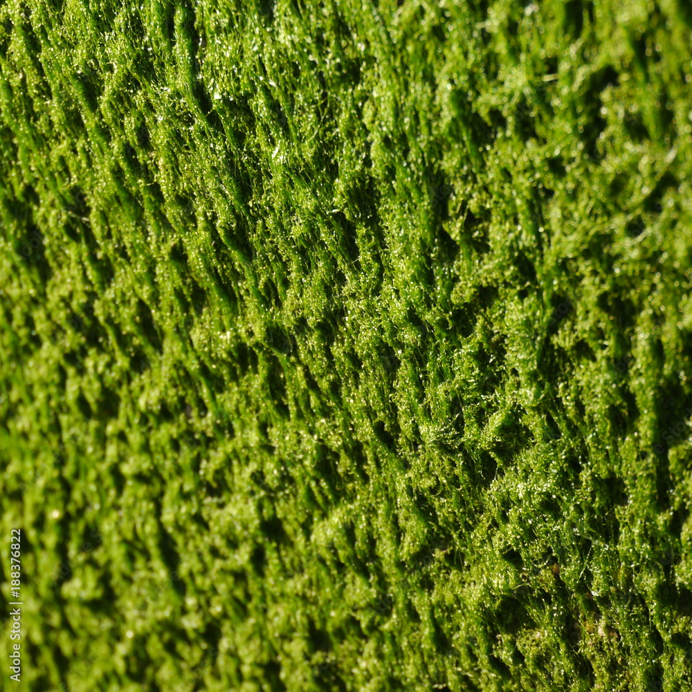 algae seaweed patch