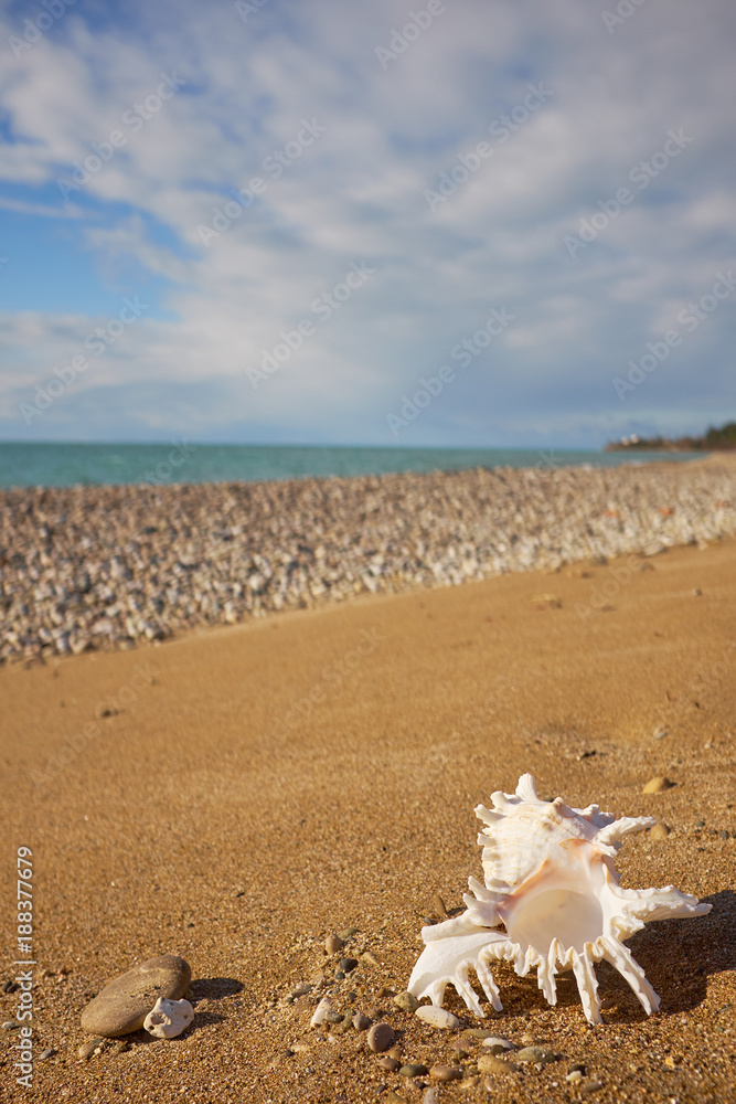 Conch shell on beach with waves. Conch shell on beach with waves.
