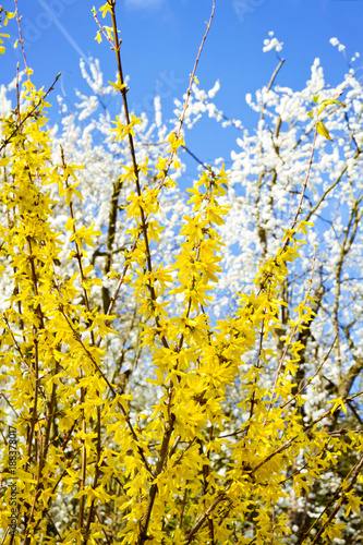 Blütensträucher im Frühling photo