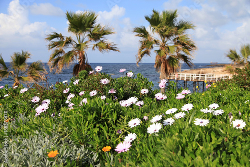 Winter landscape with flowers on the beach, Paphos, Cyprus. photo