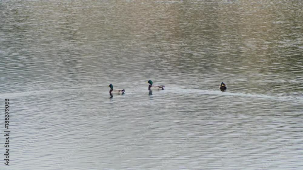 PATOS NADANDO Y VOLANDO EN EL LAGO CON EL REFLEJO DE LA MONTAÑA NEVADA EN EL AGUA PATOS NADANDO Y VOLANDO EN EL LAGO CON EL REFLEJO DE LA MONTAÑA NEVADA EN EL AGUA
