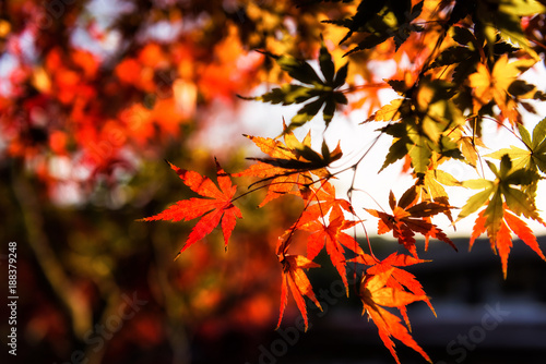 autumn red Maple leaves background