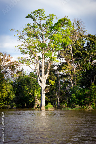 Exuberant nature on the banks of the Amazon River in the extreme west of Pará, Brazil