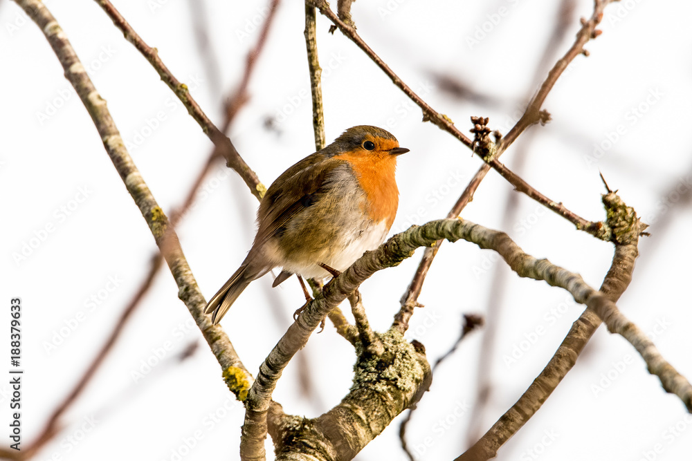 Obraz premium Bird 1