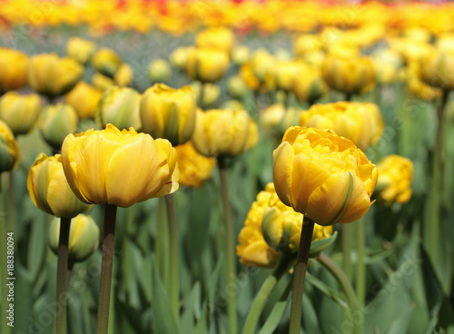 Yellow pomponette tulips