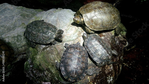 Wallpaper Mural Cágados Torontodigital.ca