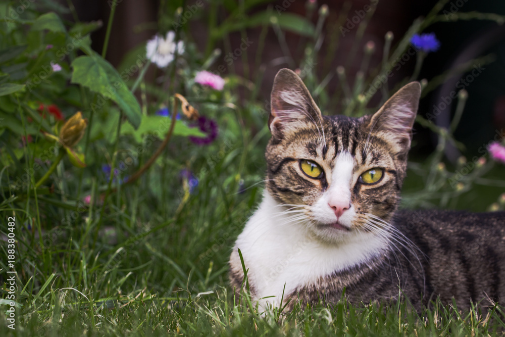 Cat lies on a flower meadow