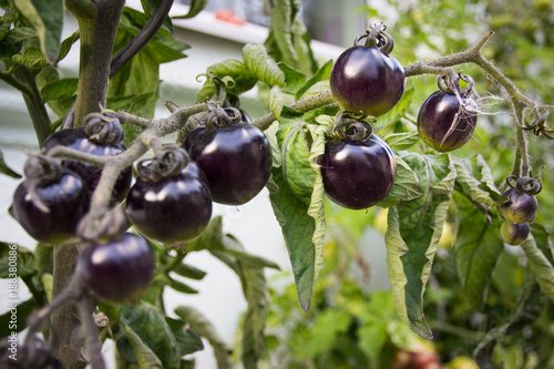 Black cherry tomato
