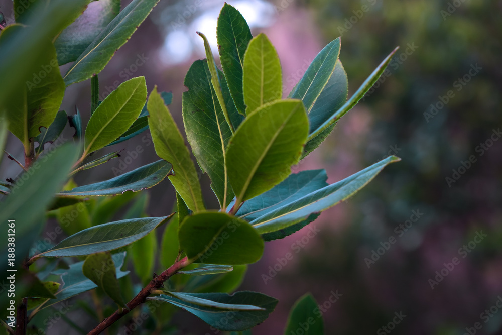 Obraz premium Erdbeerbaum Detail im Abendlicht
