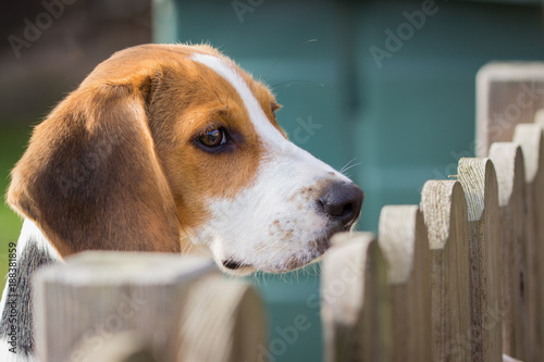 young dog is waiting for his owner and looks over the fence (Beagle, 17 weeks)