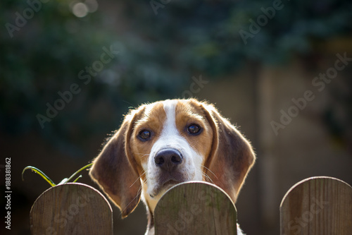 young dog (Beagle, 17 weeks) looks over the garden fence