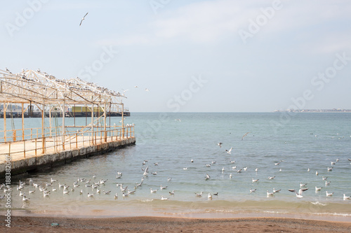 Pier and Seagulls photo