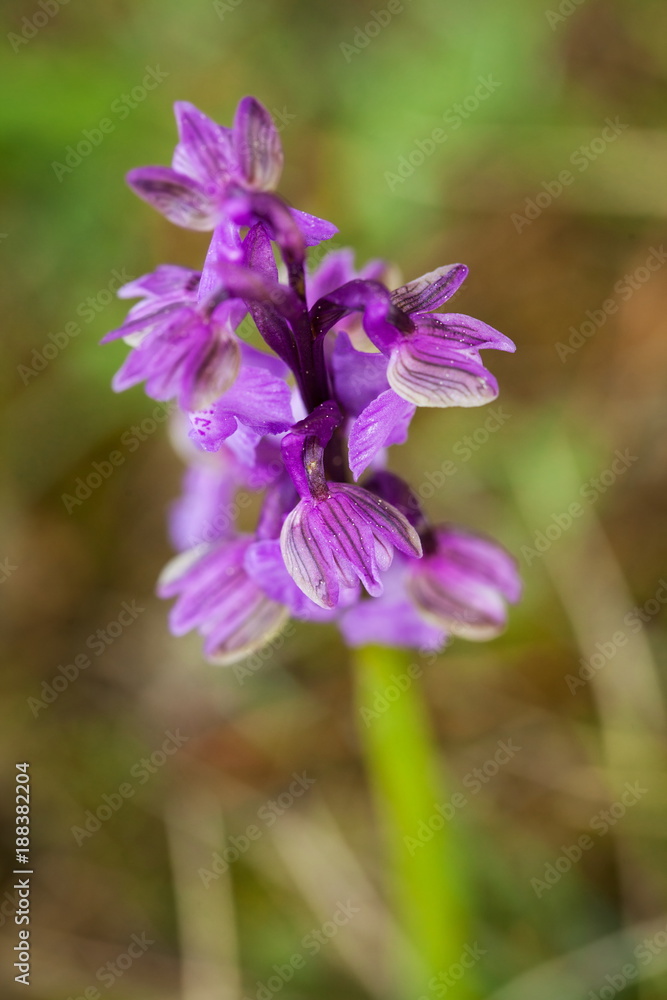 Orchis morio. Orchid in nature in the Czech Republic. Wild nature. A very rare plant. Plant photographed in the morning. The sun in the photo. Beautiful nature. Wild orchids on the morning meadow. Nat Orchis morio. Orchid in nature in the Czech Republic. Wild nature. A very rare plant. Plant photographed in the morning. The sun in the photo. Beautiful nature. Wild orchids on the morning meadow. Nat